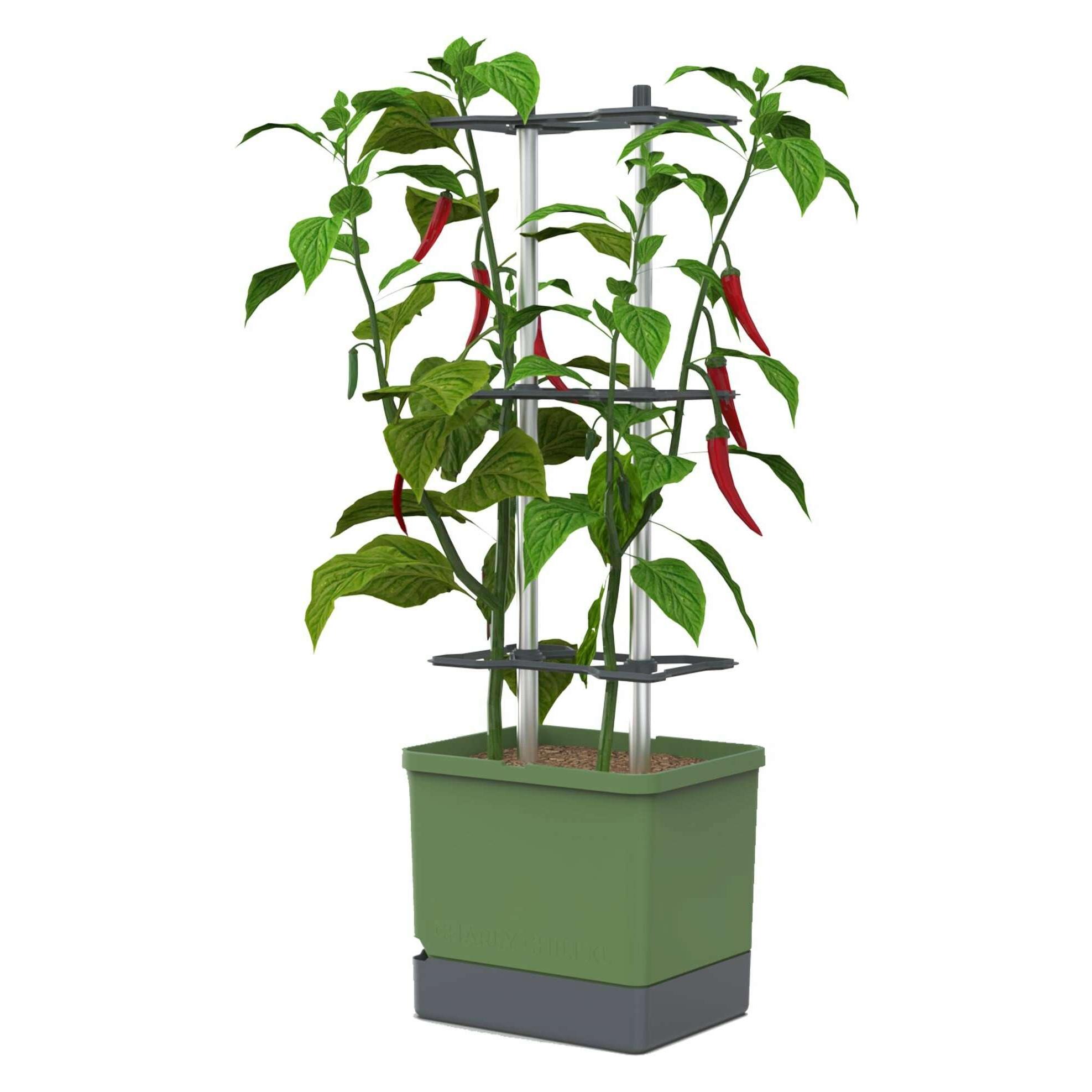 Gusta Garden Aufzuchttöpfe Charly Chili XL Dunkelgrün (103730)