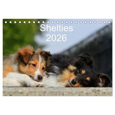 Shelties 2026 (Tischkalender 2026 DIN A5 quer), CALVENDO Monatskalender