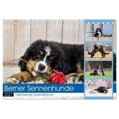 Berner Sennenhunde - Faszinierende Herzensbrecher (Tischkalender 2027 DIN A5 quer), CALVENDO Monatskalender