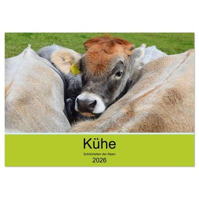 Kühe - Schönheiten der Alpen (Wandkalender 2026 DIN A3 quer), CALVENDO Monatskalender