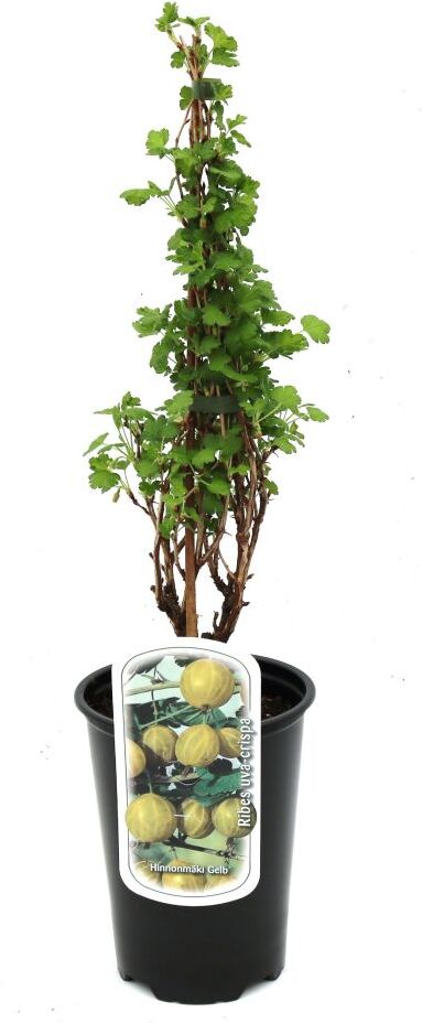 Pflanzen Beerenobst Stachelbeere 3 L Container