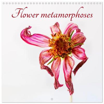 Flower metamorphoses (Wall Calendar 2026 12 × 12 Inch) CALVENDO 12 Month Wall Calendar