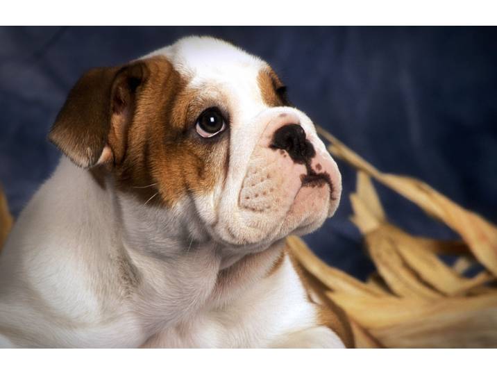 Papermoon BULLDOG-TIERE HUND BULLDOGE HUNDE WANDDEKO WANDBILD XXL