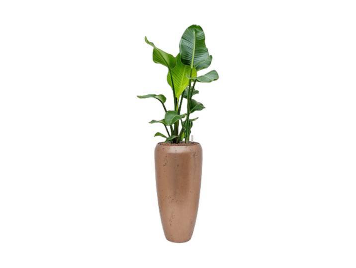 Pflanzen Arrangement „Strelitzia nicolai in Opus Raw“ Baq Design