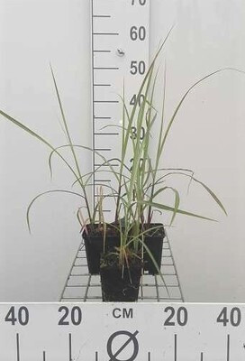 6 x Miscanthus sinensis Malepartus Chinees siergras, pot diameter: 9 cm, GRDplanten