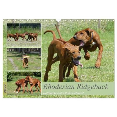 Rhodesian Ridgeback - Halbstarke außer Rand und Band (Wandkalender 2027 DIN A3 quer), CALVENDO Monatskalender