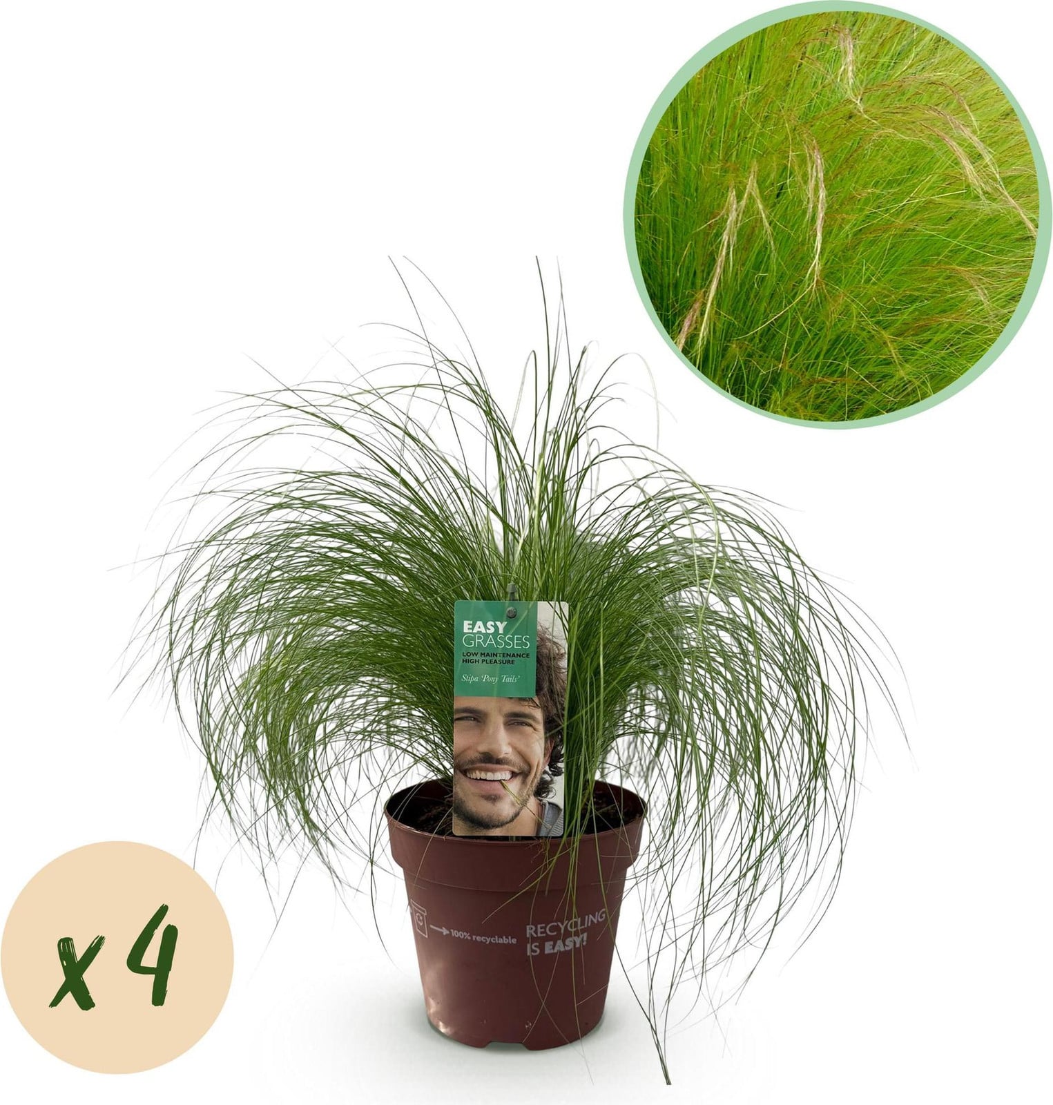 Oasis of Life Zartes Federgras Stipa tenuifolia Pony Tails Ziergras groen 4 planten