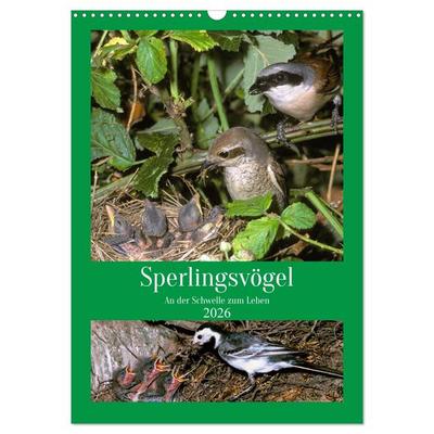 Sperlingsvögel an der Schwelle zum Leben (Wandkalender 2026 DIN A3 hoch), CALVENDO Monatskalender
