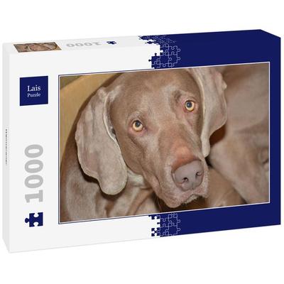 Lais Puzzle Weimaraner 1000 Teile