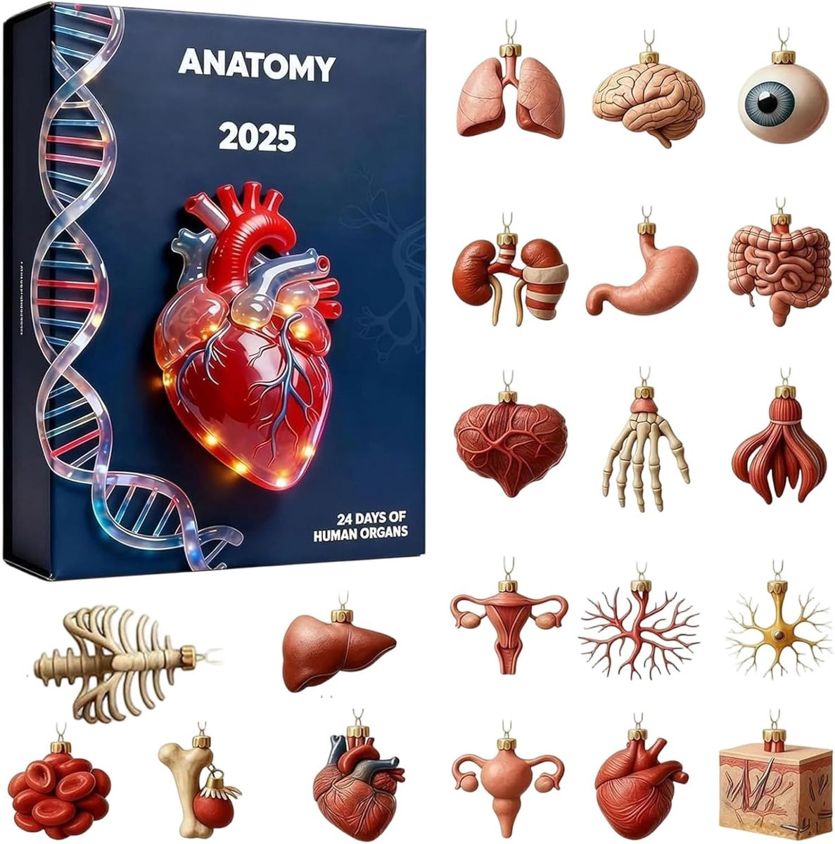 Kerstkalender Advent met Anatomische Vormen - Multicolor Hanger Kalender voor 24 Dagen Aftellen