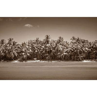 Fototapete PAPERMOON "PALMEN-SCHWARZ WEIßWANDBILD PALME NATUR BÄUME MEER SEE", bunt, B:3m L:2,23m, Vlies, Tapeten