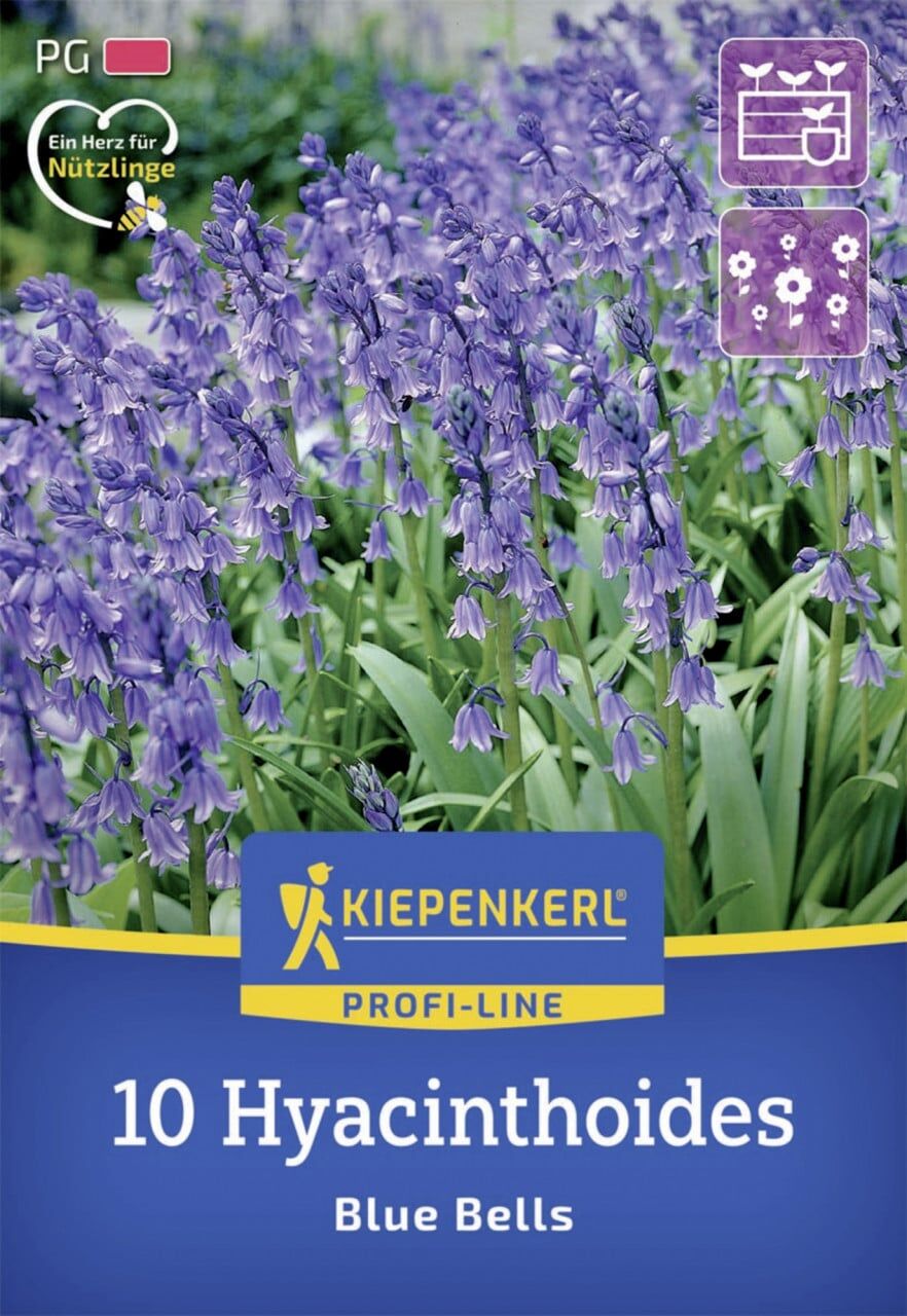 Kiepenkerl Herbstblumenzwiebel Profi-Line Hasenglöckchen Blue Bells 10 Stück