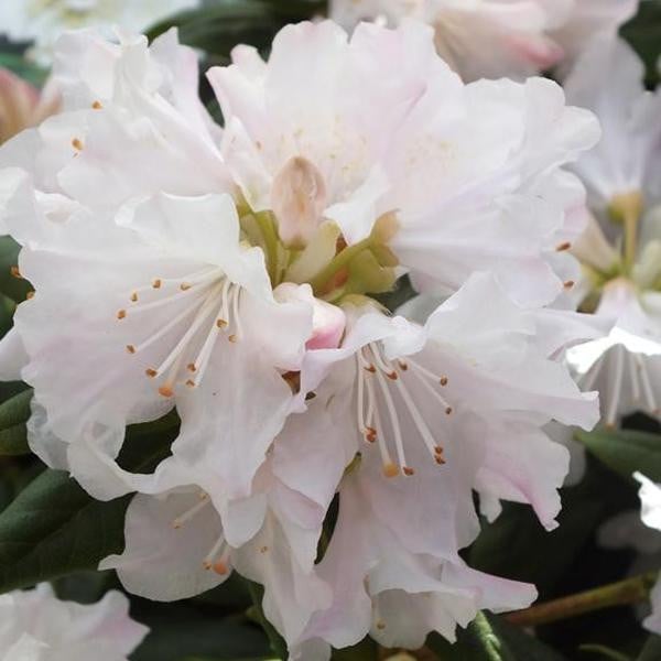 Rhododendron Dora Amateis in pot door Arborix