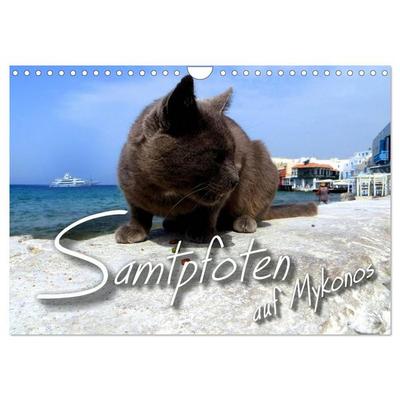 SAMTPFOTEN auf Mykonos (Wandkalender 2026 DIN A4 quer), CALVENDO Monatskalender