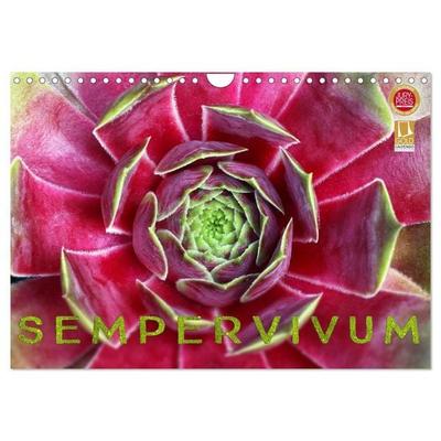 Sempervivum - Hauswurz (Wandkalender 2027 DIN A4 quer), CALVENDO Monatskalender