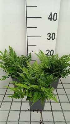 6 x Polystichum tsus-simense Aziatische schildvaren, Potmaat: 9 x 9 cm, GRDplanten