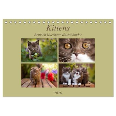 Kittens - Britisch Kurzhaar Katzenkinder (Tischkalender 2026 DIN A5 quer), CALVENDO Monatskalender