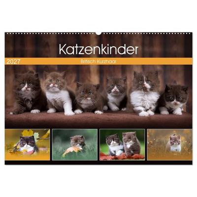 Katzenkinder - Britisch Kurzhaar (Wandkalender 2027 DIN A2 quer), CALVENDO Monatskalender