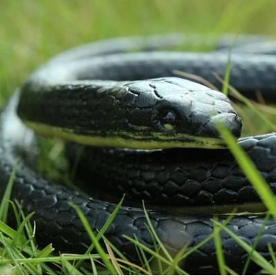 The Cart Load Lifelike Real Scary Fake Snake, Rubber Toy For Prank, Halloween Party Joke, Garden Prop Lifelike Real Scary Fake Snake, Rubber Toy For Prank, Halloween Party Joke, Garden Prop
