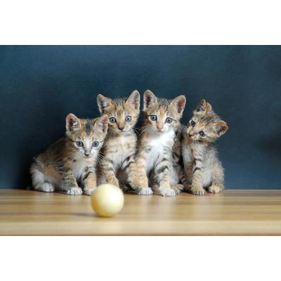 Fototapete PAPERMOON "Süße katzen", bunt, B:5m L:2,8m, Vlies, Tapeten