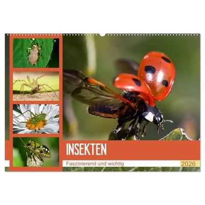 Insekten. Faszinierend und wichtig (Wandkalender 2026 DIN A2 quer), CALVENDO Monatskalender