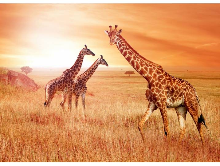 Fototapete PAPERMOON African Giraffes , bunt, B:2,5m L:1,86m, Vlies, Tapeten, Fototapete