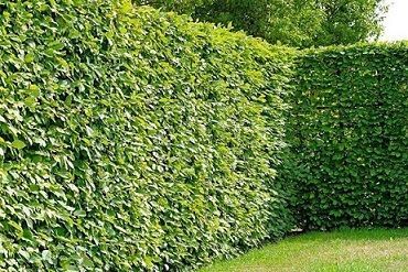 Pflanzen Hainbuche Carpinus betulus im 3 L Container