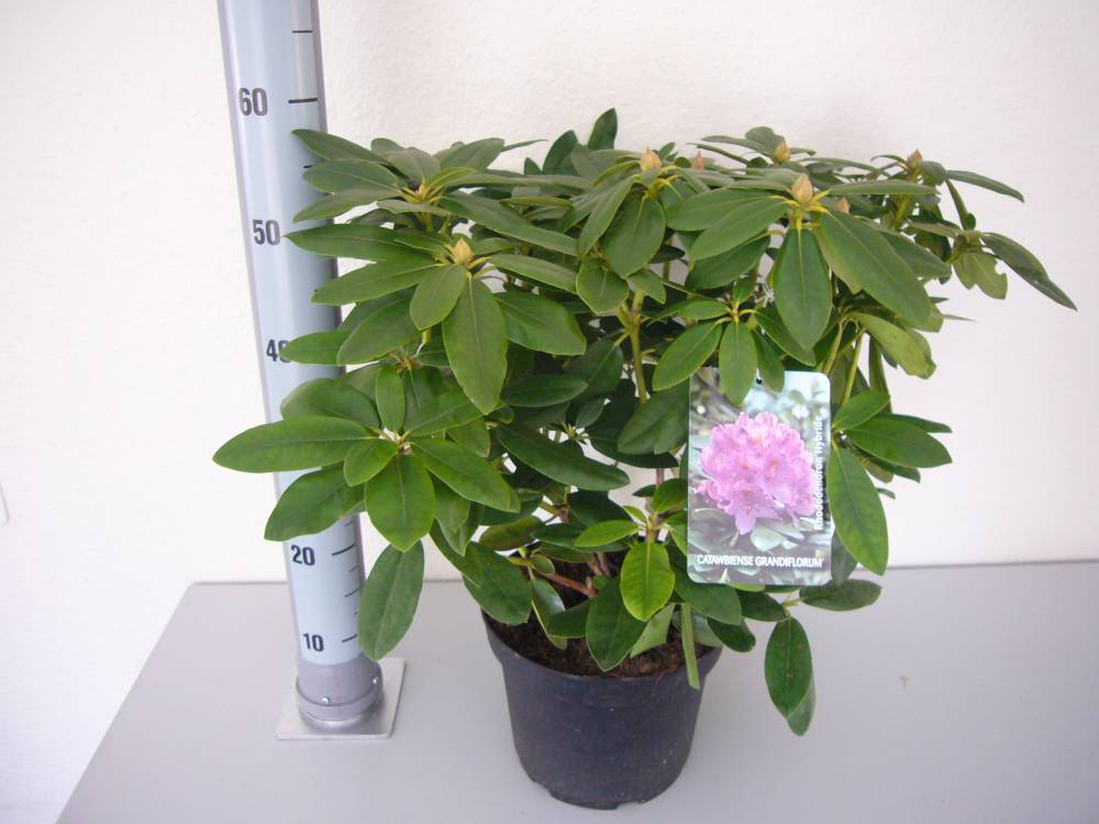 Pflanzen Rhododendron Catawbiense Grandiflorum 5 l Container