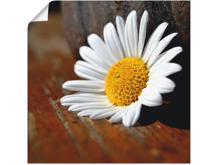 Poster ARTLAND Margeriten Stillleben , weiss (farbe bild(er): weiß), B:30cm H:30cm, Bilder, Poster, ohne Rahmen