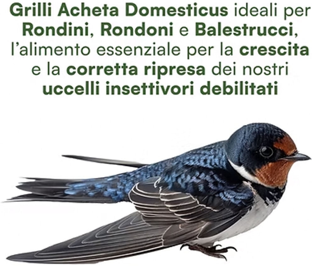 CLIFFI Nutrinsect Mangime Uccelli Grilli Liofilizzati 500ML