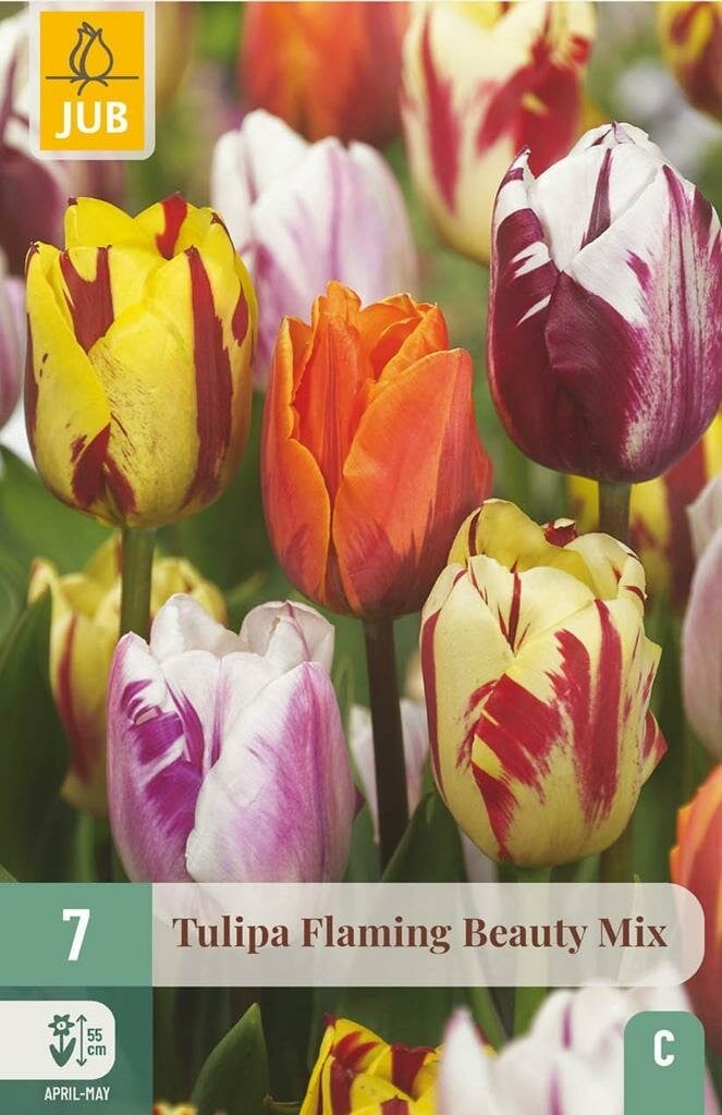 Jub Tulp Flaming Beauty Mix 7 bollen