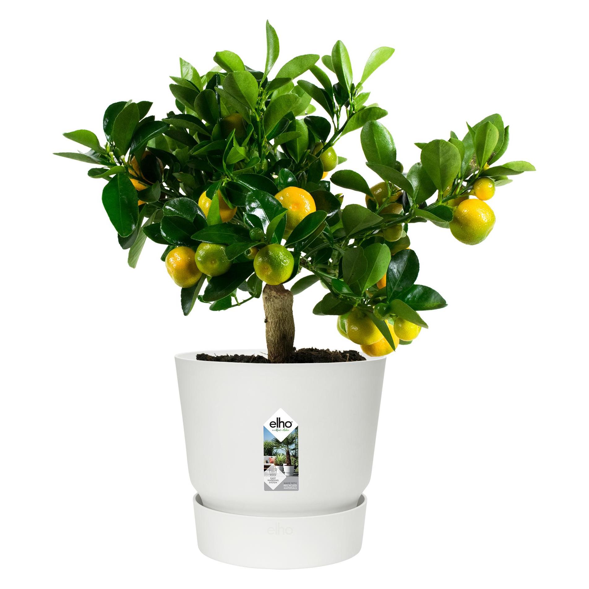 Elho Greenville (47 x 44 cm) (0464344715000)