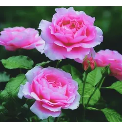 Großblumige Rose – rosa
