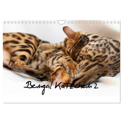 Bengal Kätzchen 2 (Wandkalender 2027 DIN A4 quer), CALVENDO Monatskalender