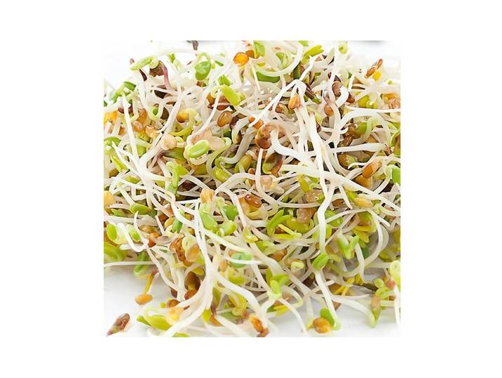 Gusta 600B06 Alfalfa Samen Microgreens