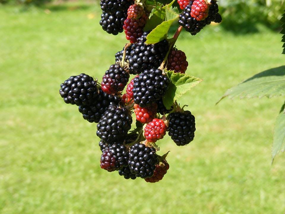 Pflanzen Obststrauch Brombeere Black Satin 2 L Eckcontainer