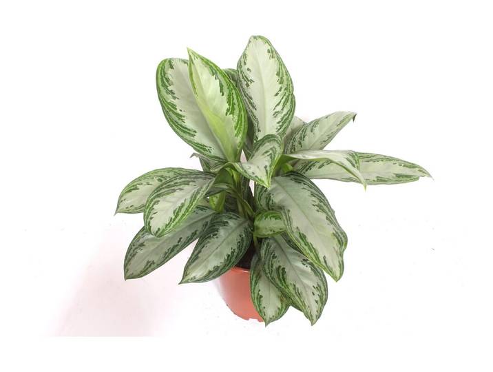 Aglaonema Silver Bay Ø12