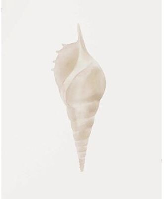 Uplift Treasures Watercolor Sea Shell And Starfish Canvas Wall Art 1 1pc 40x60cm No Frame