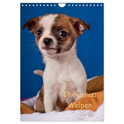 Chihuahua Welpen (Wandkalender 2026 DIN A4 hoch), CALVENDO Monatskalender