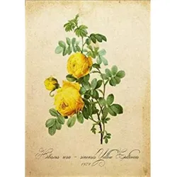 POSTER Gelb Hibiskus. A4 Schwarzer Rahmen