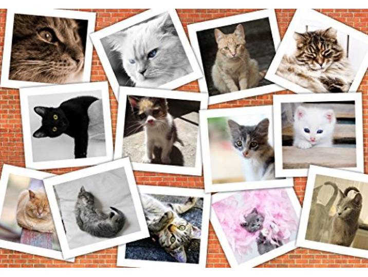 Grafika katten