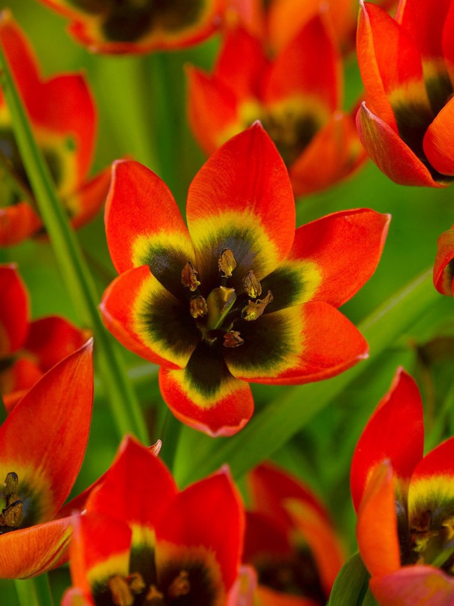 150x Tulpen Little Princess - BULBi Bloembollen