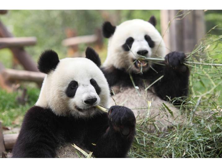 Fototapete PAPERMOON Riesige Pandas , bunt, B:3,5m L:2,6m, Vlies, Tapeten, Fototapete