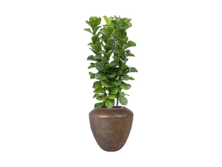 Pflanzen Arrangement „Ficus lyrata in Baq Plain“ Keramik Baq Design