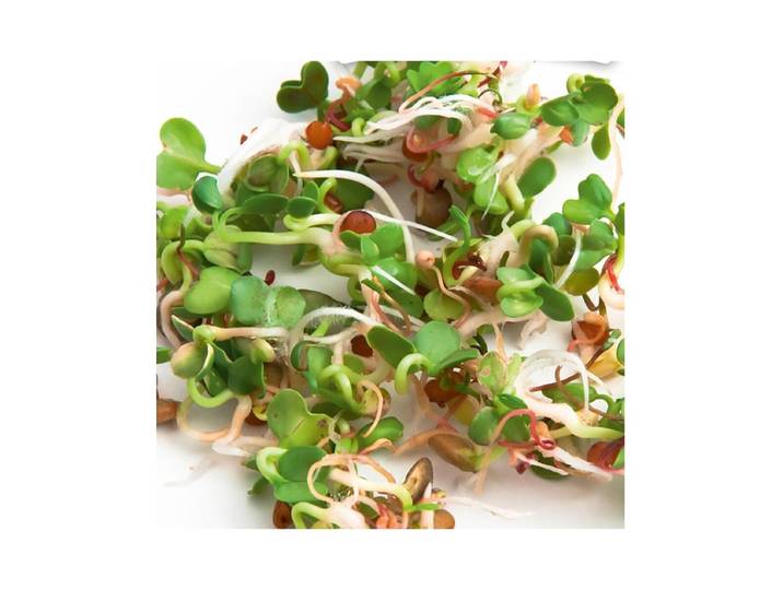 Gusta 600B05 Samen Microgreens Ruca-Salatrauke