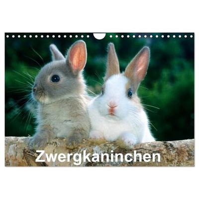 Zwergkaninchen (Wandkalender 2027 DIN A4 quer), CALVENDO Monatskalender