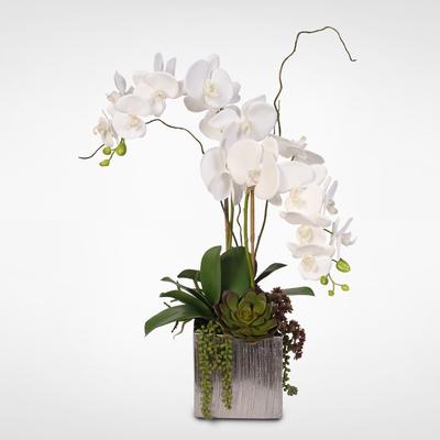White Phalaenopsis Orchids With Succulents in Silver Ceramic Pot