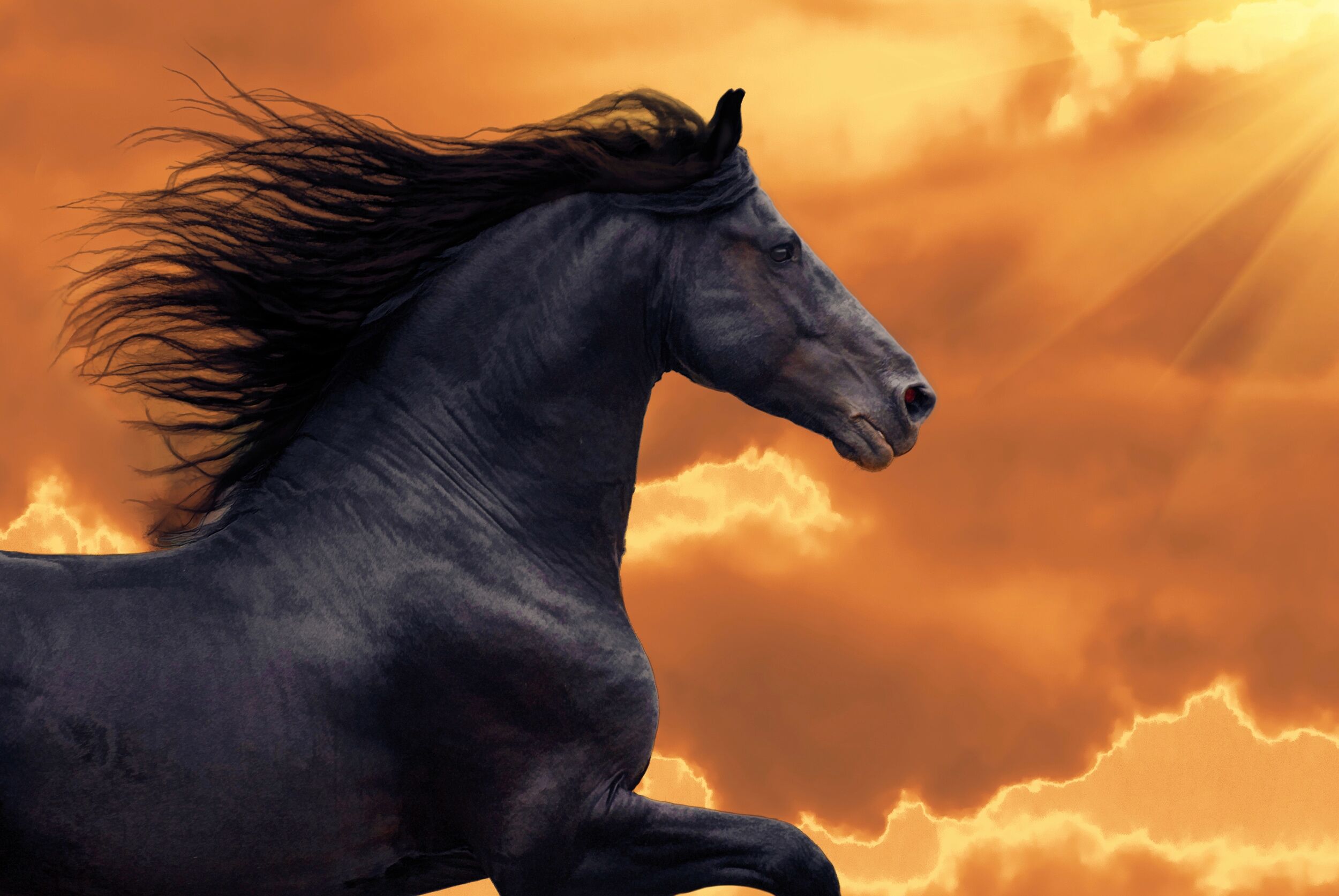 Papermoon "FRISIAN PFERD-RUNNING GALOPP TIER PORTRAIT TIER HENGST" bunt B/L: 2,5m x 1,86m, Bahnen: 5 Stk.
