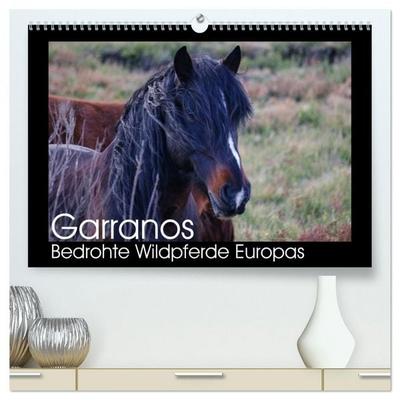Garranos - Bedrohte Wildpferde Europas (hochwertiger Premium Wandkalender 2026 DIN A2 quer), Kunstdruck in Hochglanz