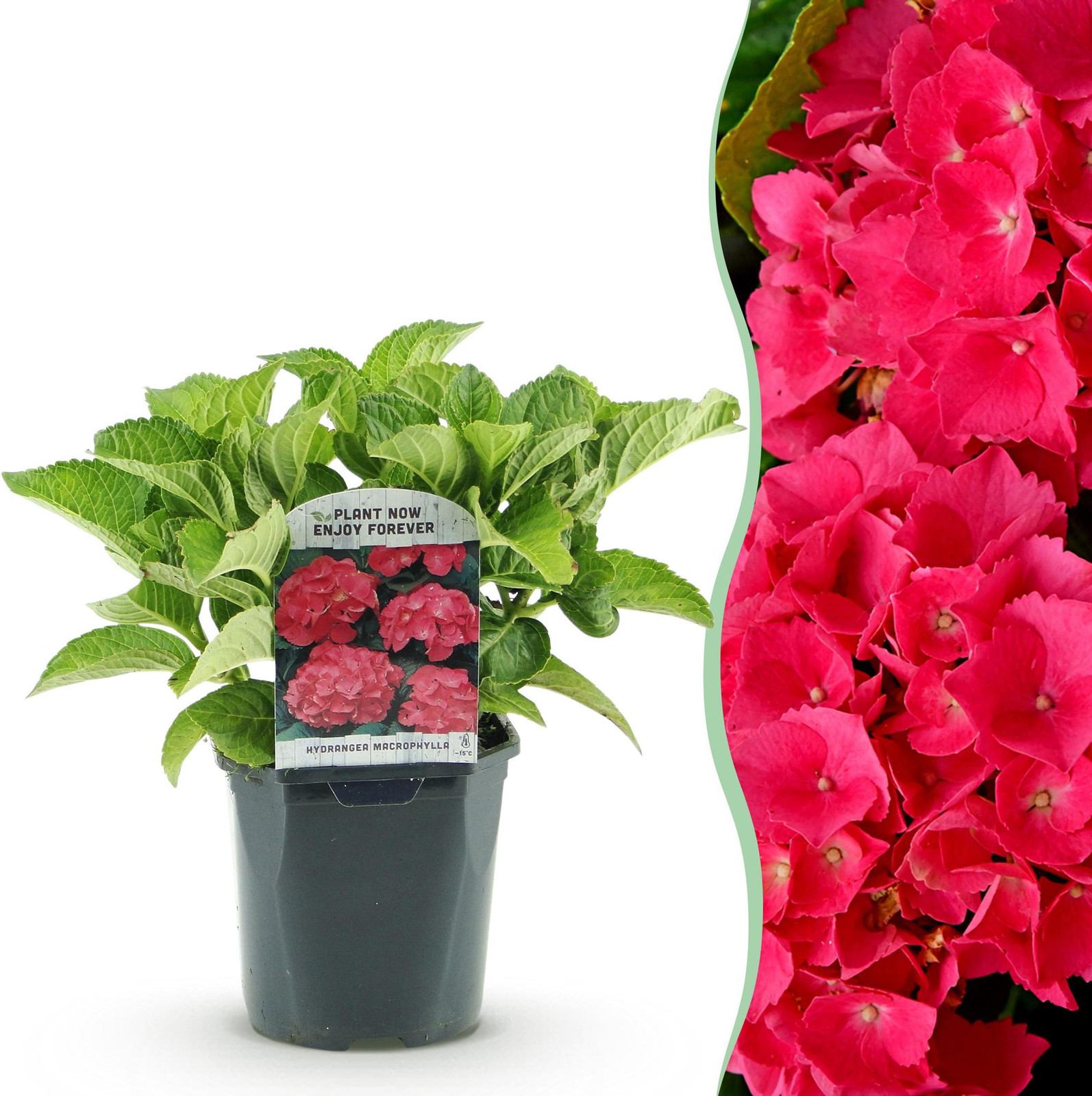 Pflanzenboutique Hortensia Hydrangea macrophylla Rood Bladverliezend Tuinplant Ø18 cm